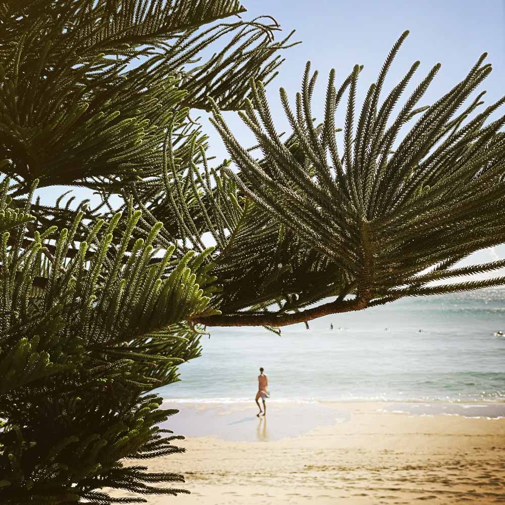 Morning Beach walk on the Australian Coast, with Norfolk Pine